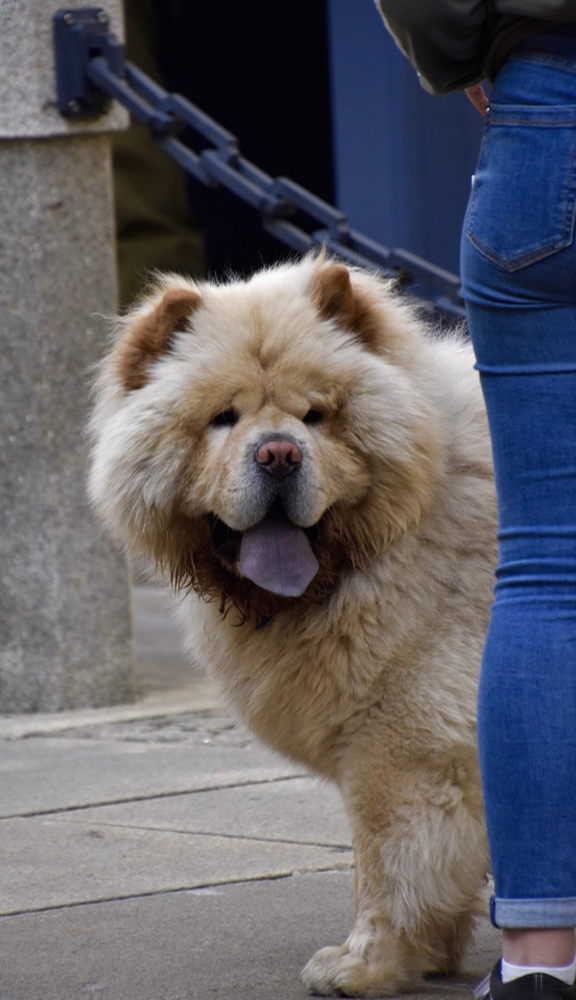 松狮犬（以独特蓝舌和环状领著称的中国犬种（犬科犬属动物））_百度百科