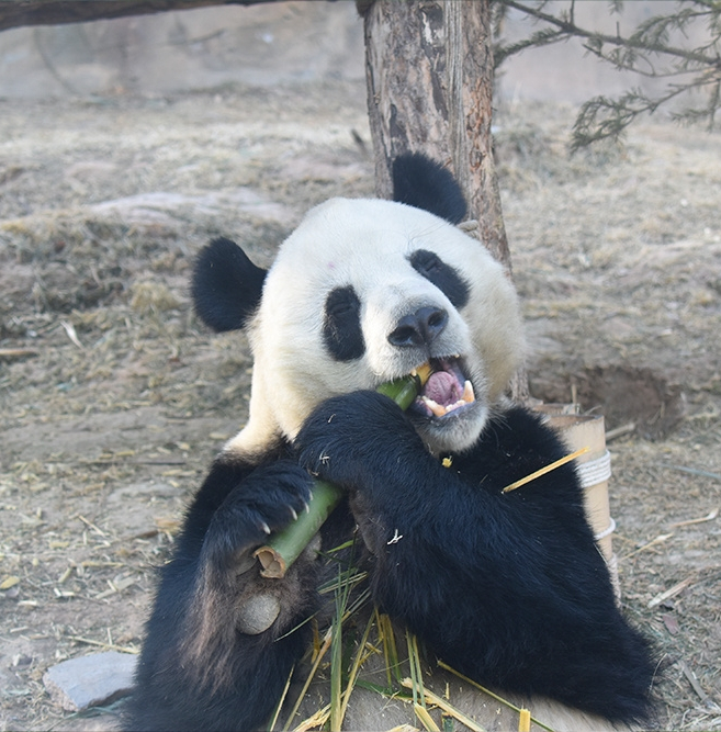  p data-id="tchdzbunl8ik">和兴,雄性大熊猫,谱系号875,2013年7月23