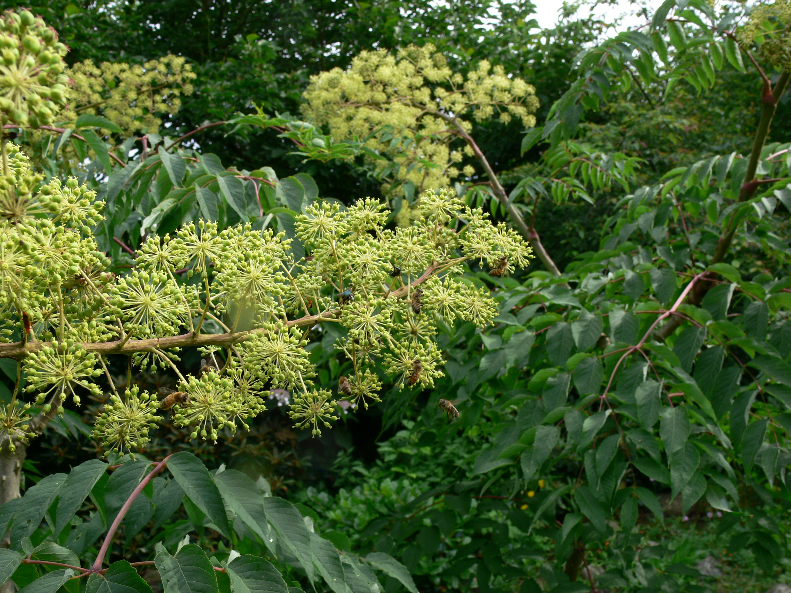 白背叶楤木(变种)