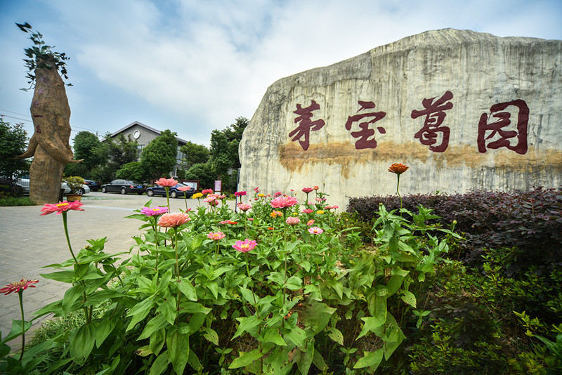 茅宝葛园