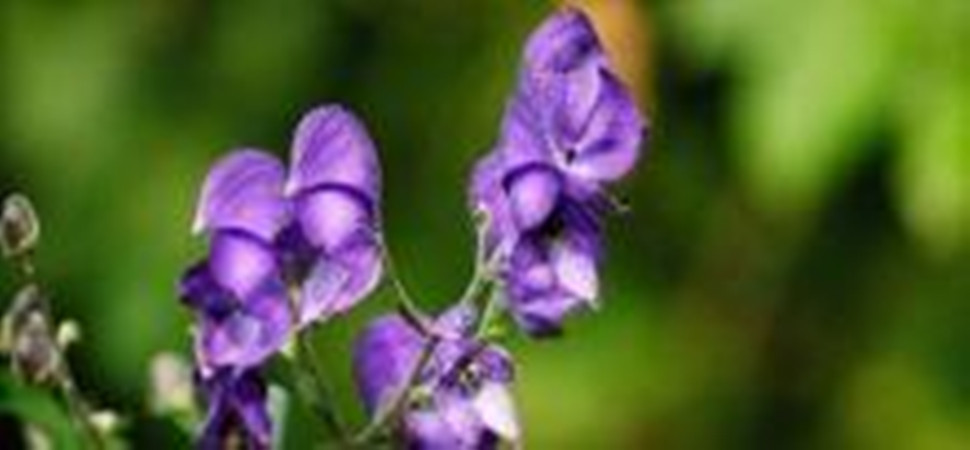  p>太白乌头( a target="_blank" href="/item/学名/8074290" data