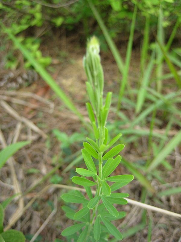 多花蒿(原变种)