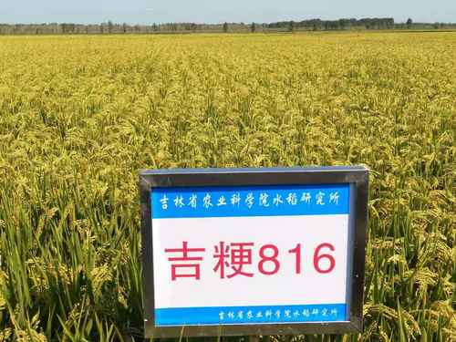 " data-lemmaid="17584112">心待为父本杂交选育成的水稻品种