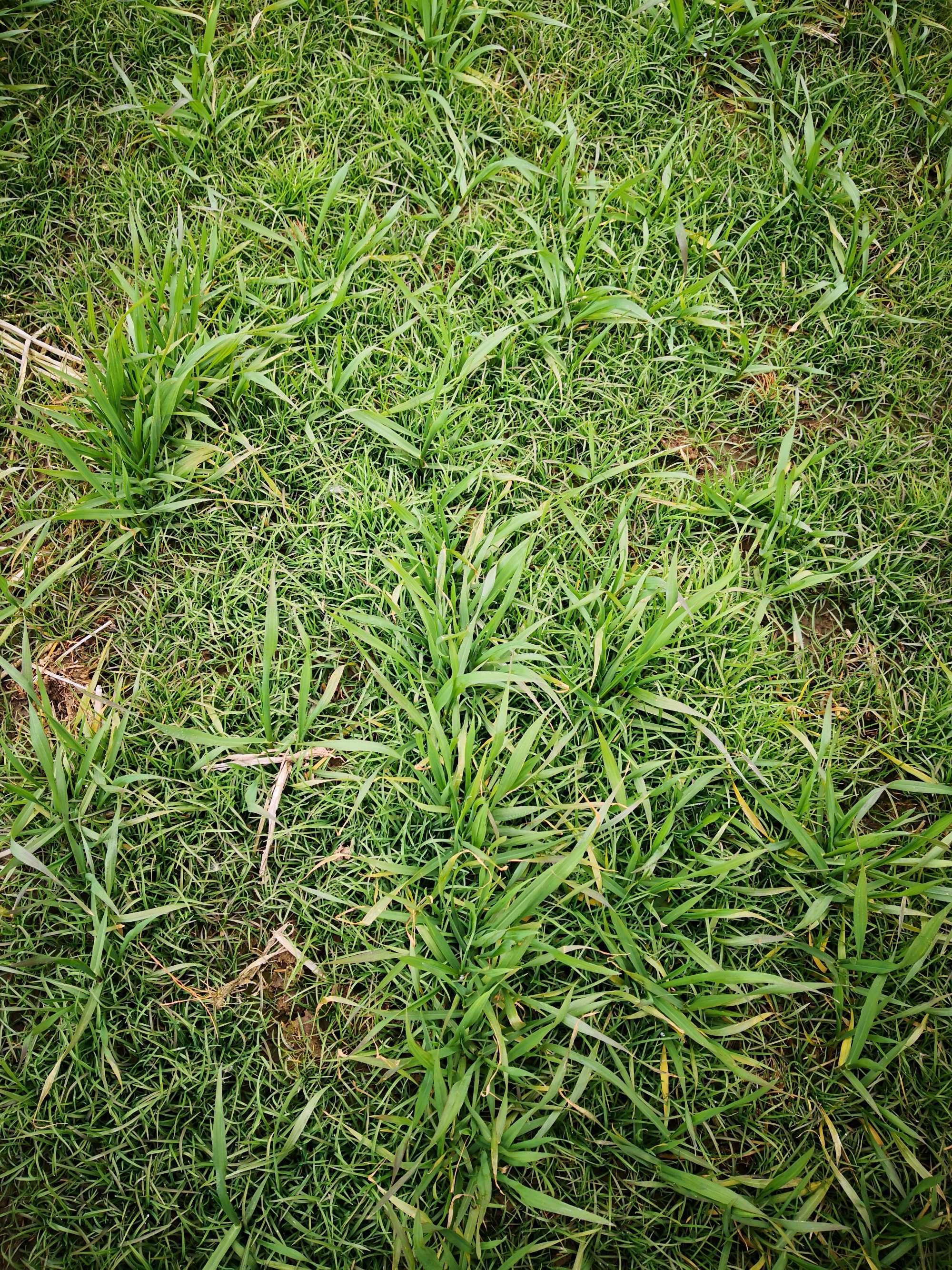 杂草植物