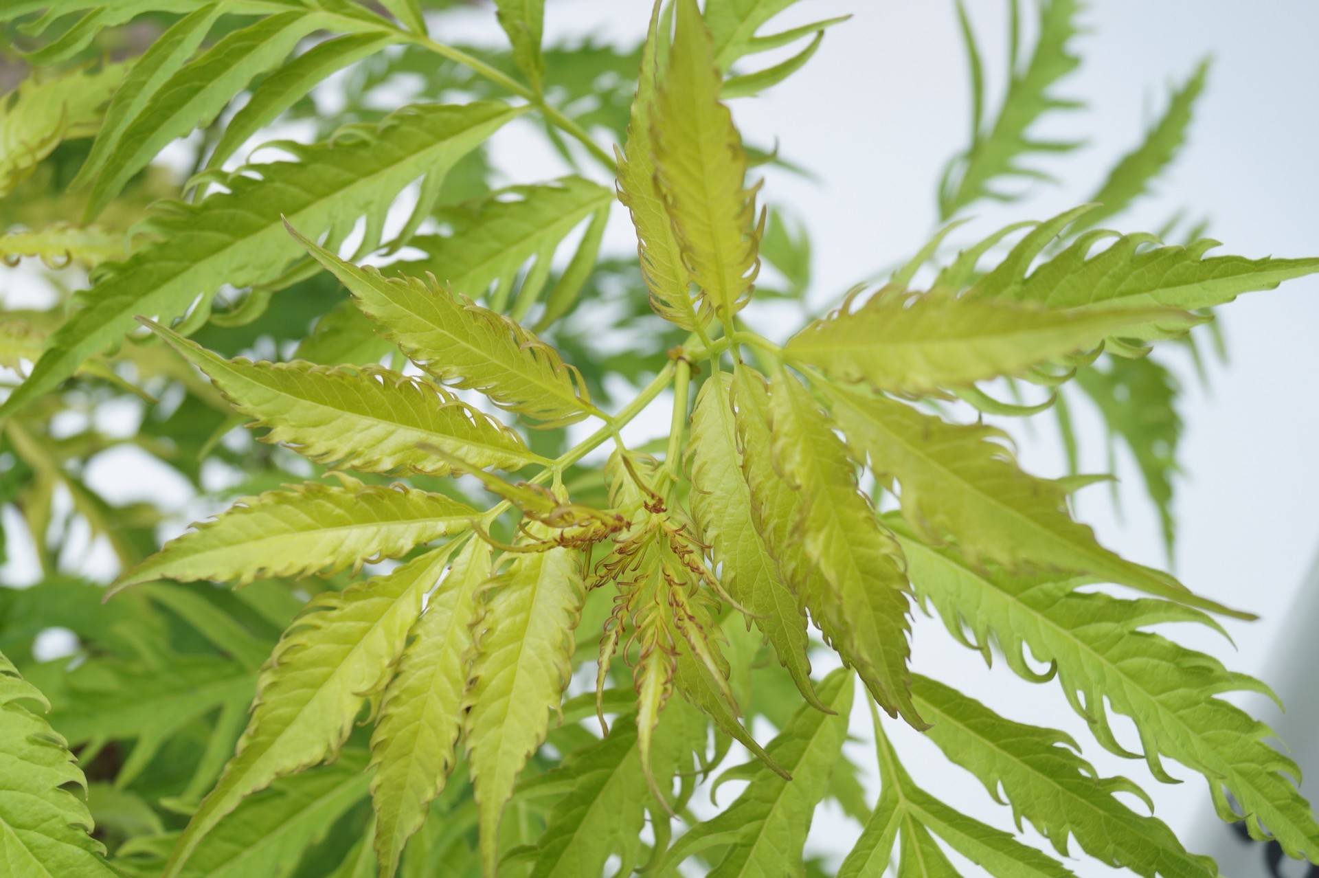 金叶接骨木
