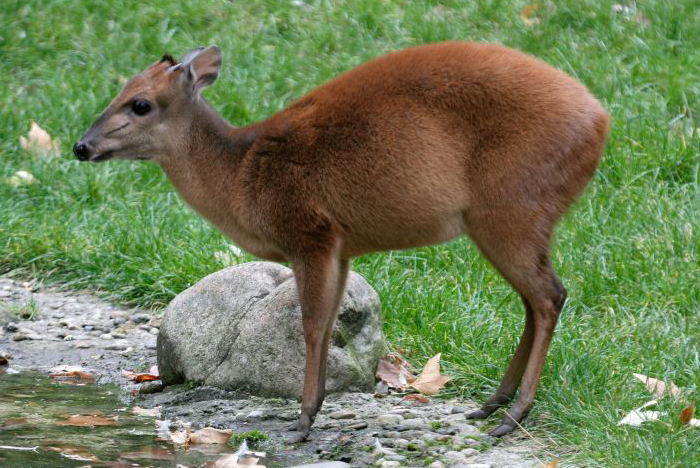  p>红小羚羊(学名: i>cephalophus natalensis /i>):是偶蹄目,牛科