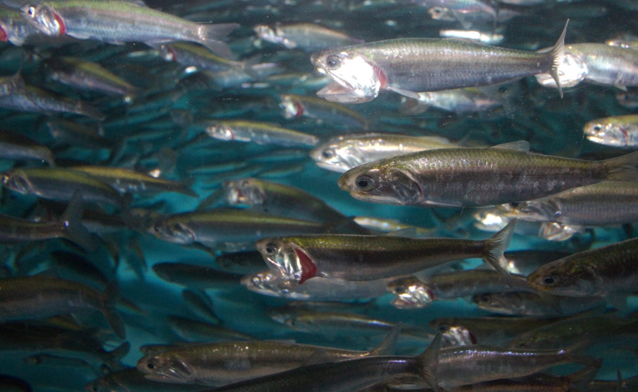  p>美洲鳀(学名: i>engraulis mordax /i>):是 a target="_blank"