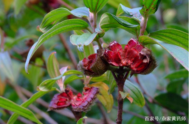 荒野维生野菜系列——毛稔_百科TA说