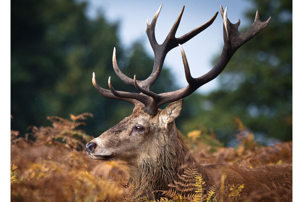  p data-id="gnx0i654my">牡鹿是指雄鹿或公鹿,有一对角,雌性没有,是