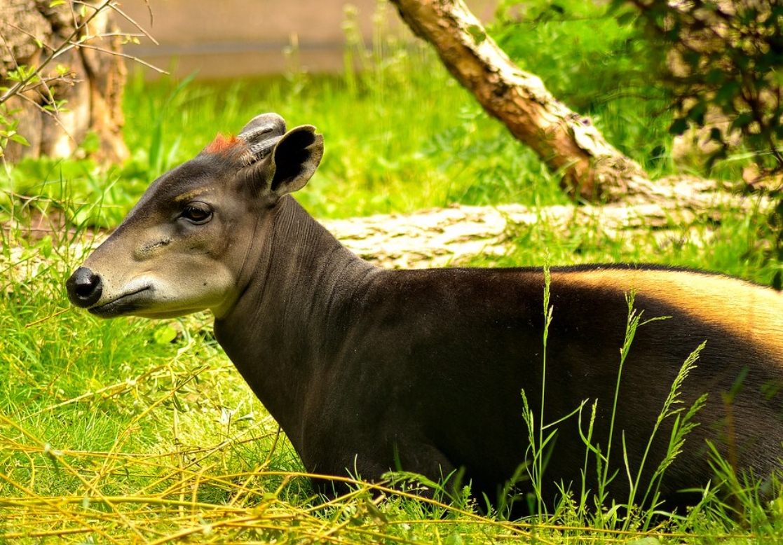  p>黄背小羚羊(学名: i>cephalophus silvicultor /i>):是偶蹄目,牛科