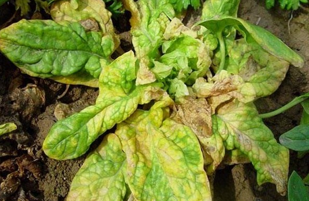 菠菜枯萎病