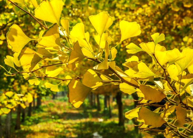药食同源的银杏叶 百科ta说