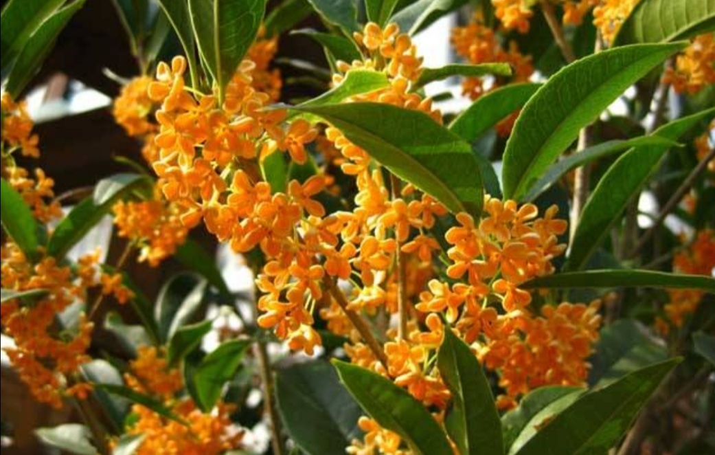 院子里养4种 香水花 开花漂亮 香味浓郁 百科ta说