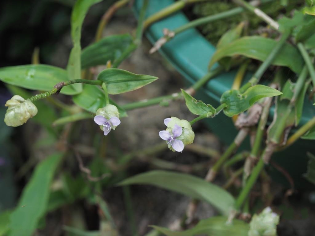 morton ex hong)是鸭跖草科,水竹叶属多年生 a target="_blank" href