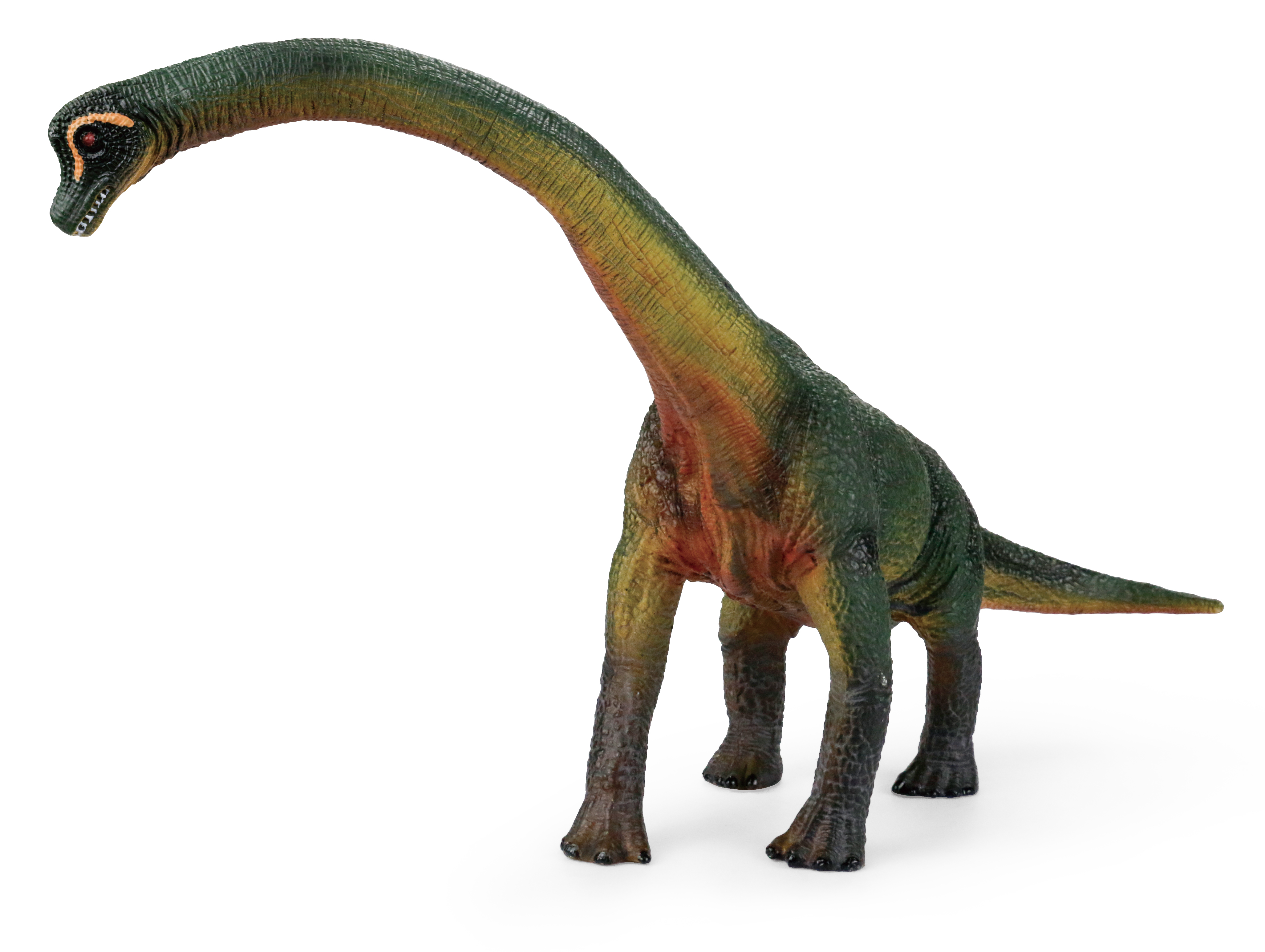 ">长颈巨龙是指一种<a target="