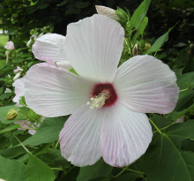 大花秋葵 百度百科