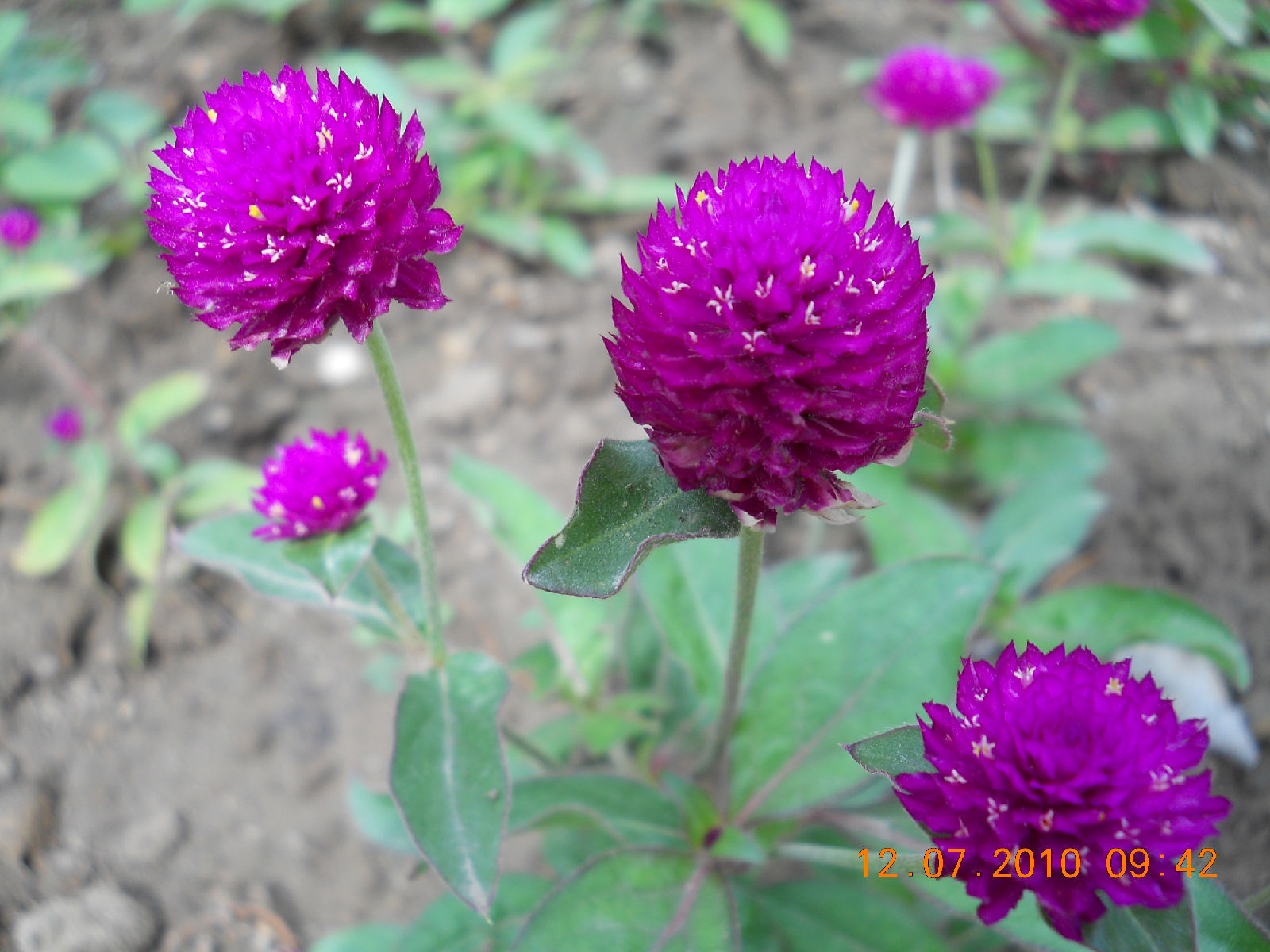  p>千日红花别名万年红,千日白,球形鸡冠花,千日红,属 a href="#"