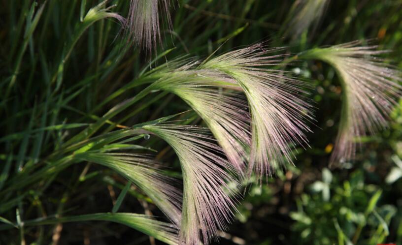 roegneria grandiglumis keng