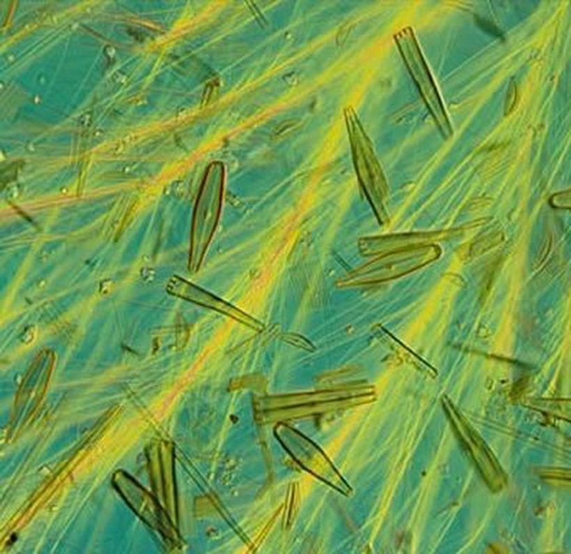 phytoplankton