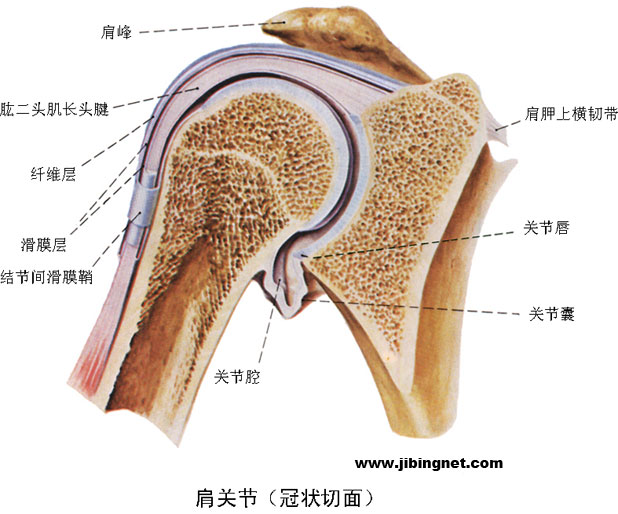  p>肱二头肌(musculus biceps brachii)位于 a href="#" data-lemmaid