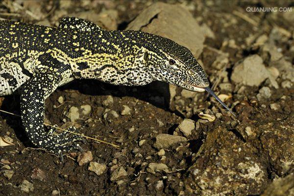  p>尼罗河巨蜥是非洲最大的蜥类,体长1~1.