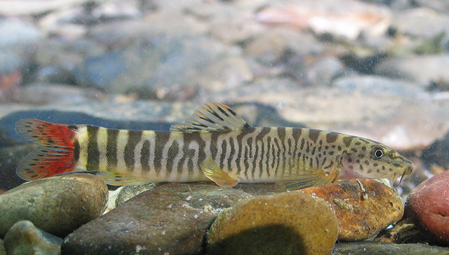 schistura  vinciguerrae