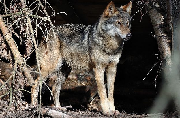 lupus /i>)又名 a href="#" data-lemmaid="6683909">欧亚灰狼 /a>