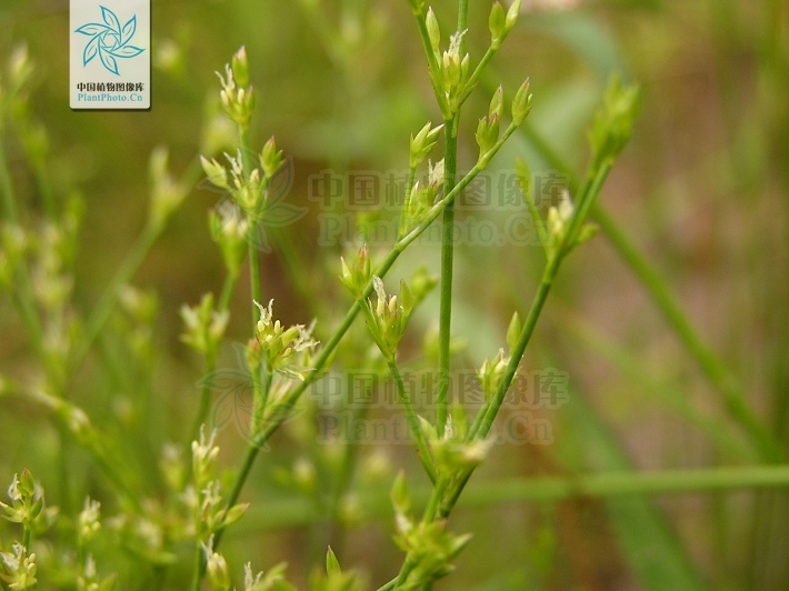  p> b>乳头灯芯草 /b>(学名: i>juncus papillosus /i>)为 a href="#"