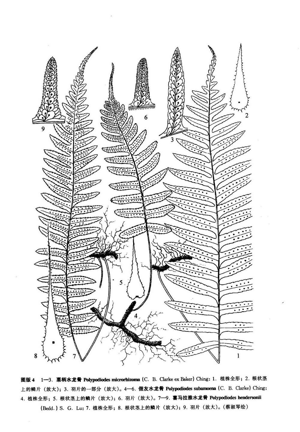 水龙骨(学名:polypodiodes hendersonii),为 a target="_blank" href=