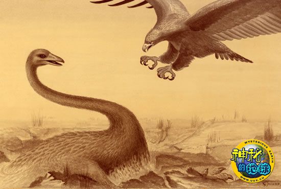 p>哈斯特鹰(学名:harpagornis moorei),是有史以来最大的食肉鸟类之