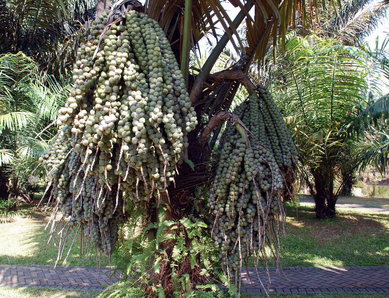 是棕榈科,椰子属 a href="#" data-lemmaid="33239">乔木 /a>状植物