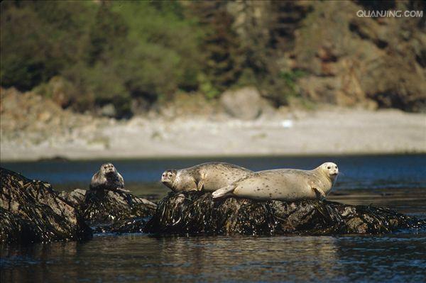  p>斑海豹, i>phoca largha /i>,也叫大齿斑海豹,大齿海豹,是在温带