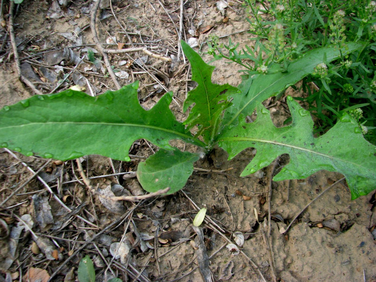  p>芥菜(学名: i>brassica juncea /i>   (l.) czern. et coss.