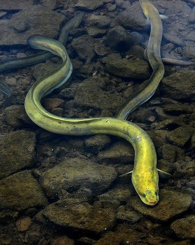  p>鳗鱼,别名白鳝, a target="_blank" href="/item/白鳗/7228555"