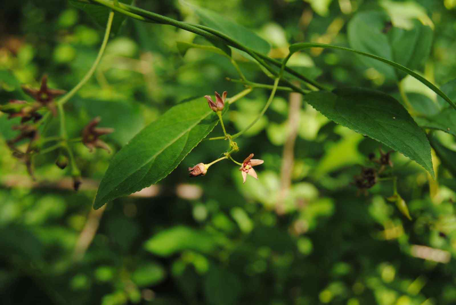 是菊科,婆罗门参属二年生 a target="_blank" href="/item/草本">