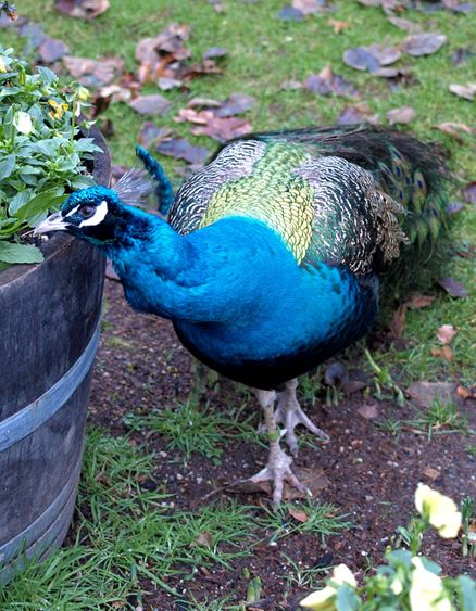  p>蓝孔雀(学名: i>pavo cristatus /i>):体长90-230厘米,翼展130-160