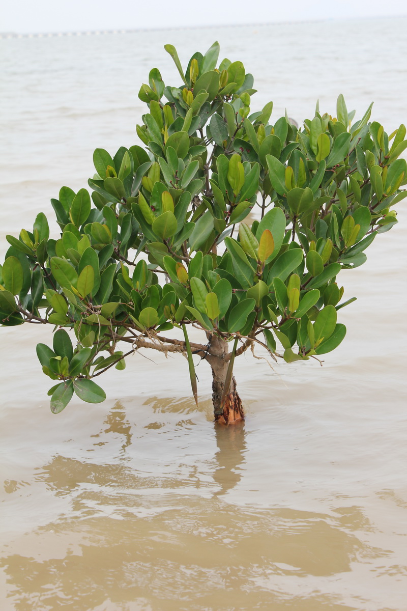  p>"胎生"红树是植物中少有的"胎生"植物. /p>