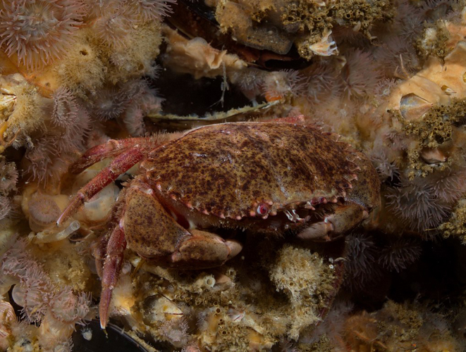  p>太平洋黄道蟹(学名: i>cancer antennarius /i>): a href="#" data