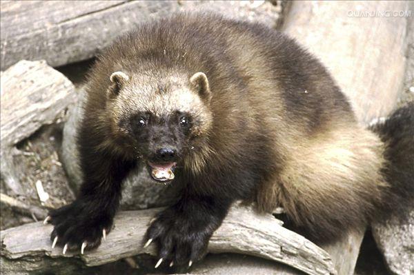  p>貂熊,学名: i>gulo gulo /i>(linnaeus,1758),属于 a target="