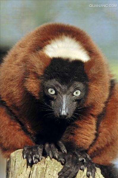  p>红领狐猴(学名: i>varecia rubra /i>):头体长大约55-60厘米,尾巴