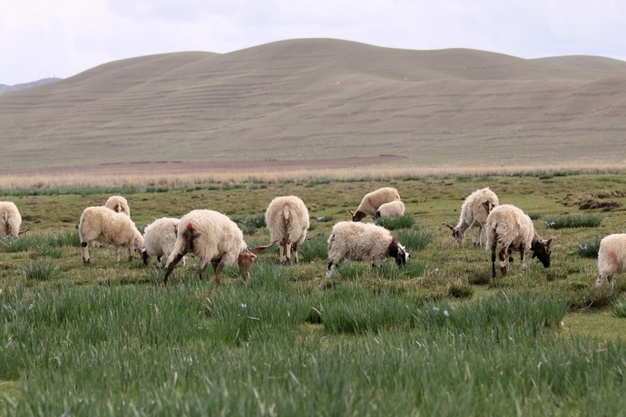  p>甘加藏羊,甘肃省 a target="_blank" href="