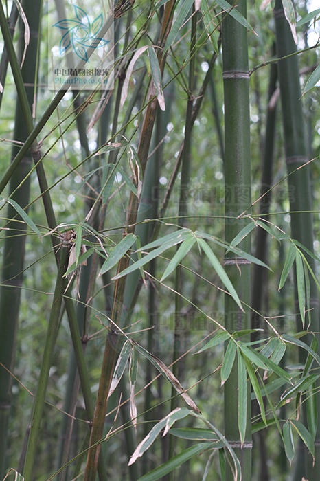  /p> p>在浙江安吉竹种园栽培的本栽培型的竹林中,已长出较粗的竿,故