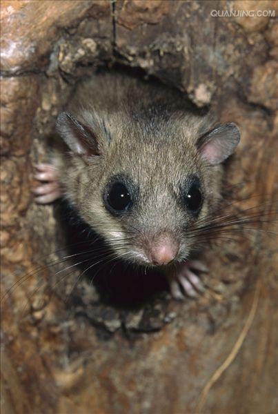 muscardinus avellanarius