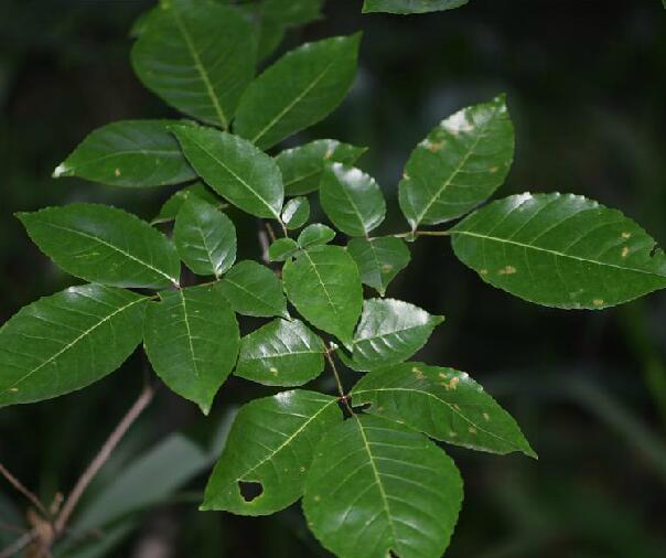  p>花曲柳(学名: i>fraxinus rhynchophylla /i> hance)是木犀科梣属