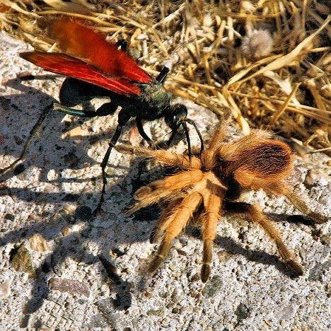 巨型食鸟蜘蛛 百度百科