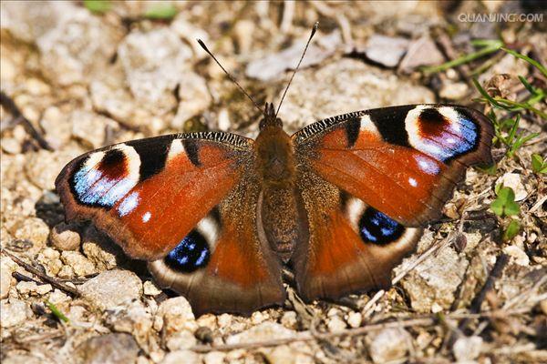 大孔雀蝶