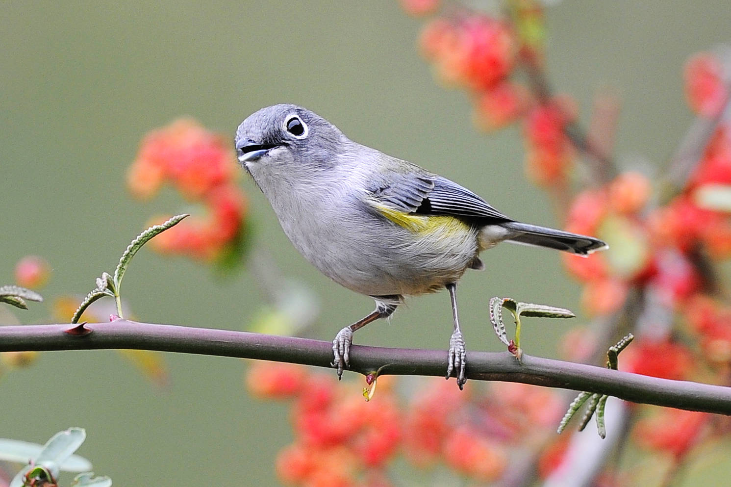  p>灰连雀(学名:hypocolius ampelinus)是鸟纲雀形目灰连雀科的仅有 a