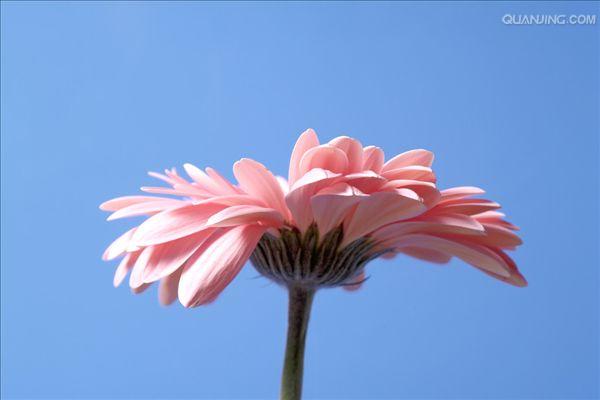 gerbera jamesonii bolus