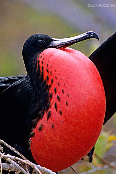  p>军舰鸟(学名:fregata)是 a target="_blank" href="/item/鹈形目">