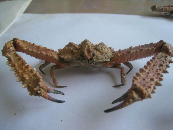  p data-id="gnbrdbgiqt">强壮紧握蟹是菱蟹科的一种,也被称为"千人捏